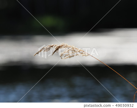 Dry grass on a background of gray blur lake. Dry grass on a background of gray blur lake. 49030932
