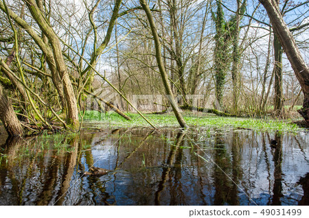 Flooded Wetlands Near Orvelte 49031499