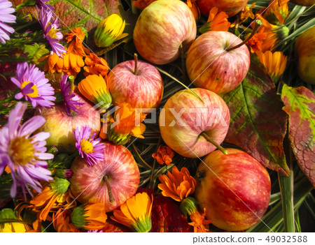 Beautiful photo with apples, red leaves, Beautiful photo with apples, red leaves, 49032588