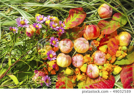 Beautiful photo with apples, red leaves, 49032589