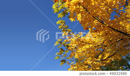 Yellow autumn maple leaves in China. 49032980