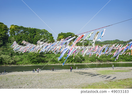 [Swimming carp streamer Sagami River] 49033183
