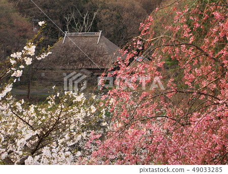 春天Mininoku民俗村 春天Mininoku民俗村 49033285