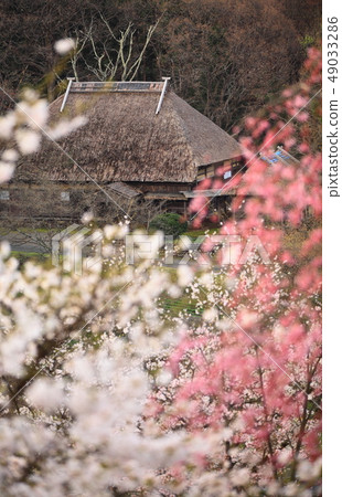 Spring Mininoku Folk Village 49033286