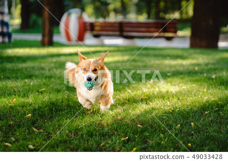 Welsh corgi enjoy his toy on the lawn 49033428