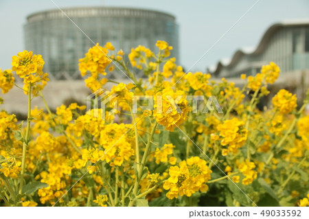 說到千葉,油菜花 說到千葉,油菜花 49033592