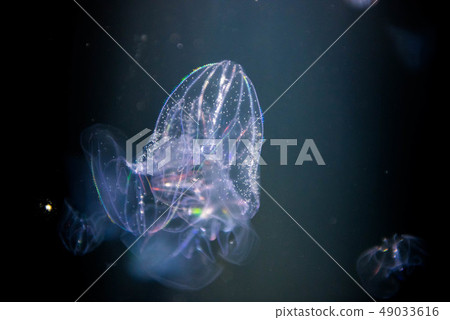 Sea Kirara Jellyfish Sea Kirara Jellyfish 49033616