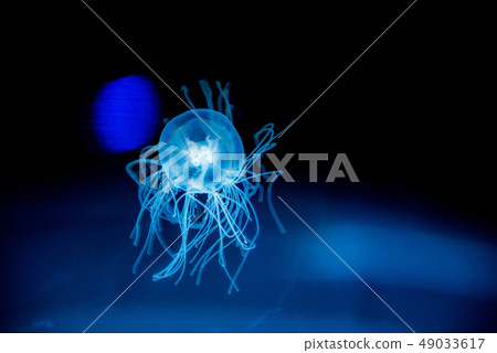 海Kirara水母 49033617