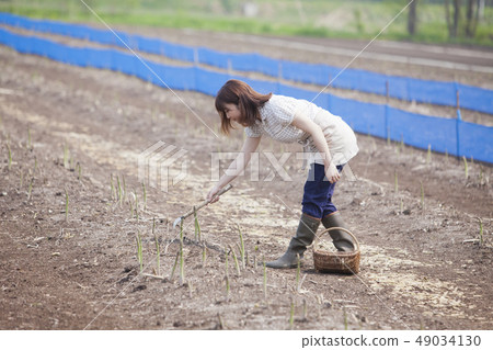 Harvesting asparagus 49034130
