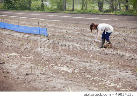Harvesting asparagus Harvesting asparagus 49034133
