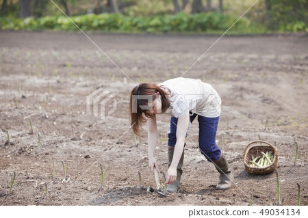 Harvesting asparagus Harvesting asparagus 49034134