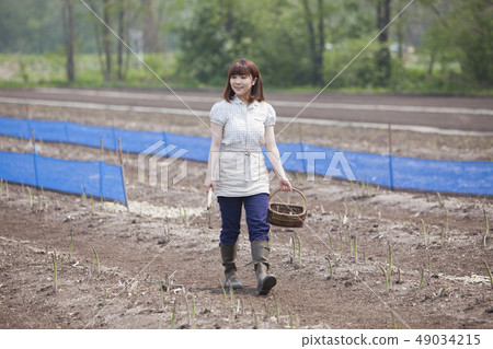 Harvesting asparagus Harvesting asparagus 49034215