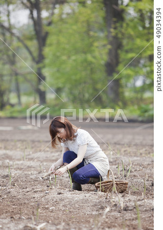 Asparagus field 49034394