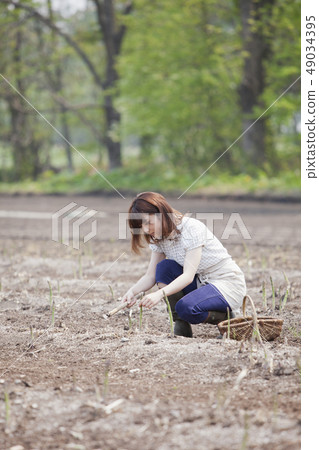 Asparagus field 49034395