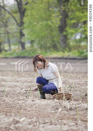 Asparagus field 49034396