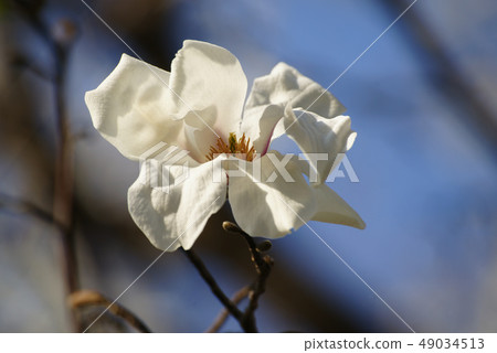 Kobushi flower Kobushi flower 49034513