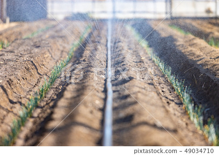 Watering in a plastic house Watering in a plastic house 49034710