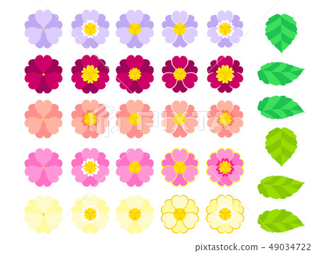 Illustration material of primula Illustration material of primula 49034722