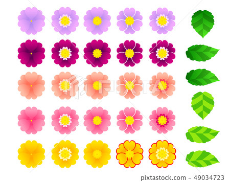 Illustration material of primula Illustration material of primula 49034723