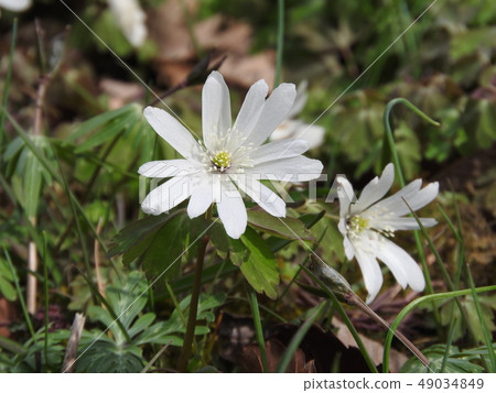 在早春開花的白花“Azumeichige” 49034849