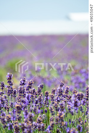 Sky and lavender 49035047