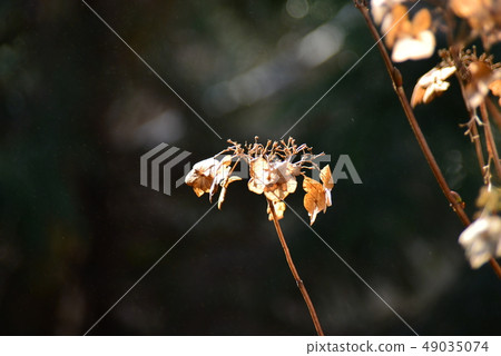 Hydrangea flower Hydrangea flower 49035074