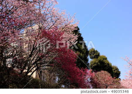 Cherry blossoms in full bloom in Mizo-in and elementary school 49035346