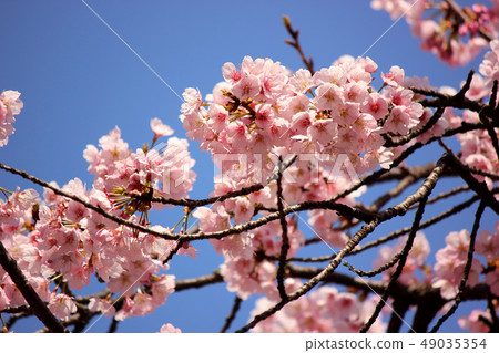 Anko cherry blossoms in Mizorin beautifully blooming (2) 49035354
