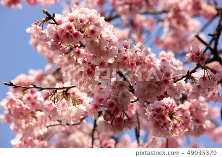 Anko cherry blossoms in the Mizo-in, bathed in warm spring sunshine (5) 49035370