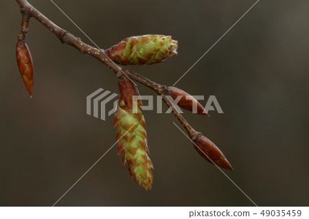 Nature plants Akashide, mid-March winter buds and male flower inflorescences. The inflorescence state of intoxication has not yet fallen 1 49035459