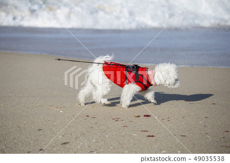Dog walk Dog walk 49035538