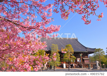 京都Seiyoji的河津櫻花 49035782