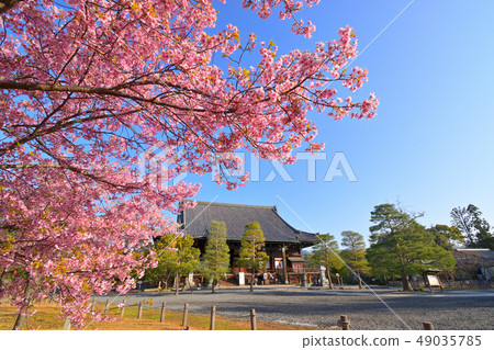 京都Seiyoji的河津櫻花 49035785