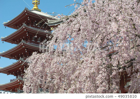 Sakura in Asakusa Temple Sakura in Asakusa Temple 49035810