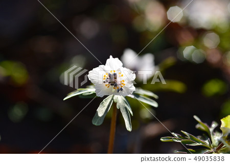 A single flower bathed in the morning sun A single flower bathed in the morning sun 49035838