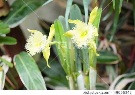 蘭花蘭花花 蘭花蘭花花 49036342