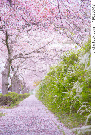 排櫻桃樹 49036348