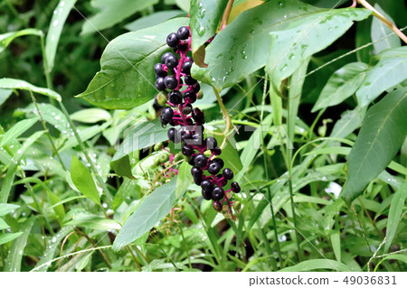 美洲商陸的毒果 49036831