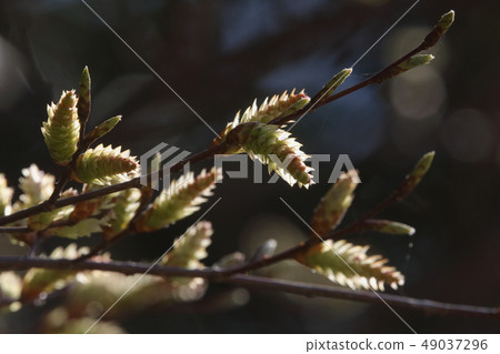 自然植物庫馬西德，三月中旬。在背後照明看的年輕男性花開花 49037296