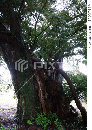 597 Takashima village- Shiozuka的老人 49037439