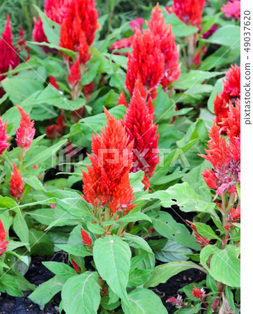 Red plumed cockscomb flower  49037620
