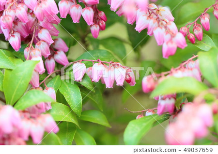 Acebi flower 49037659