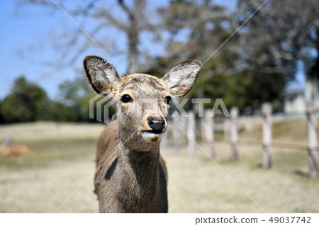 Deer in Nara Park 49037742