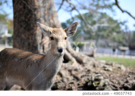 奈良公園的鹿 奈良公園的鹿 49037743