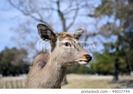 奈良公園的鹿 奈良公園的鹿 49037744