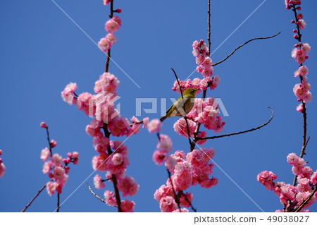 梅花和白眼 梅花和白眼 49038027