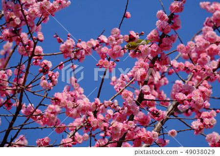 Plum blossom and white-eye Plum blossom and white-eye 49038029