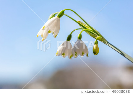 Snowflake _ Higaberunbana (Suzuransusensen / Suzuransensen) Snowflake _ Higaberunbana (Suzuransusensen / Suzuransensen) 49038088