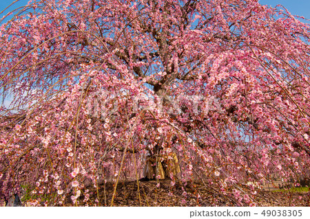 Plum Festival in Suzuka Forest Garden 49038305