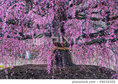 Plum Festival in Suzuka Forest Garden Plum Festival in Suzuka Forest Garden 49038308